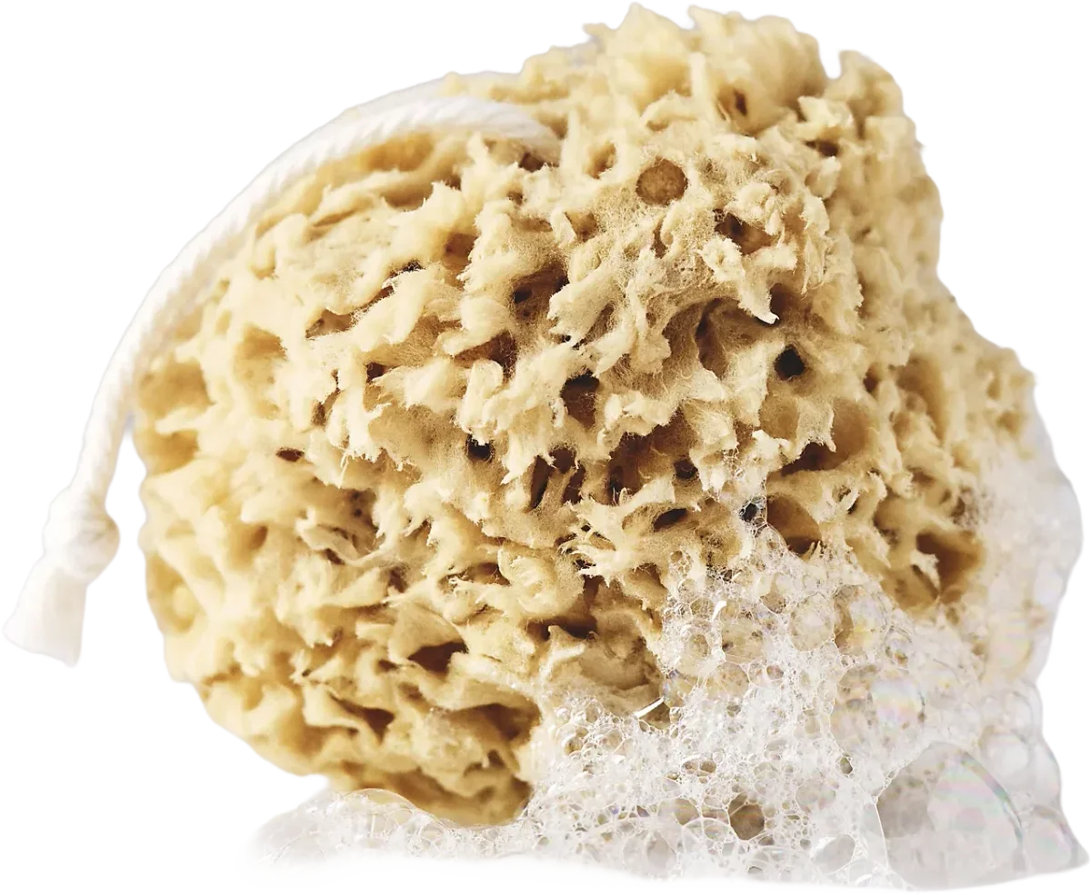 Mineral Sea Sponge, Bathing culture