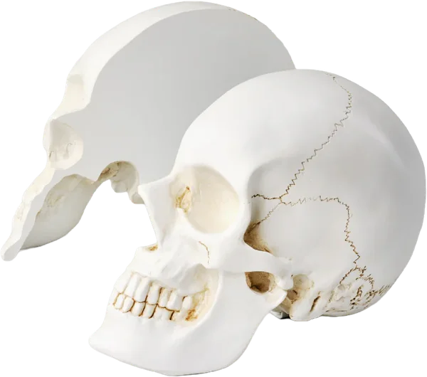 Skull Bookends, Hoxton Street Monster Supplies