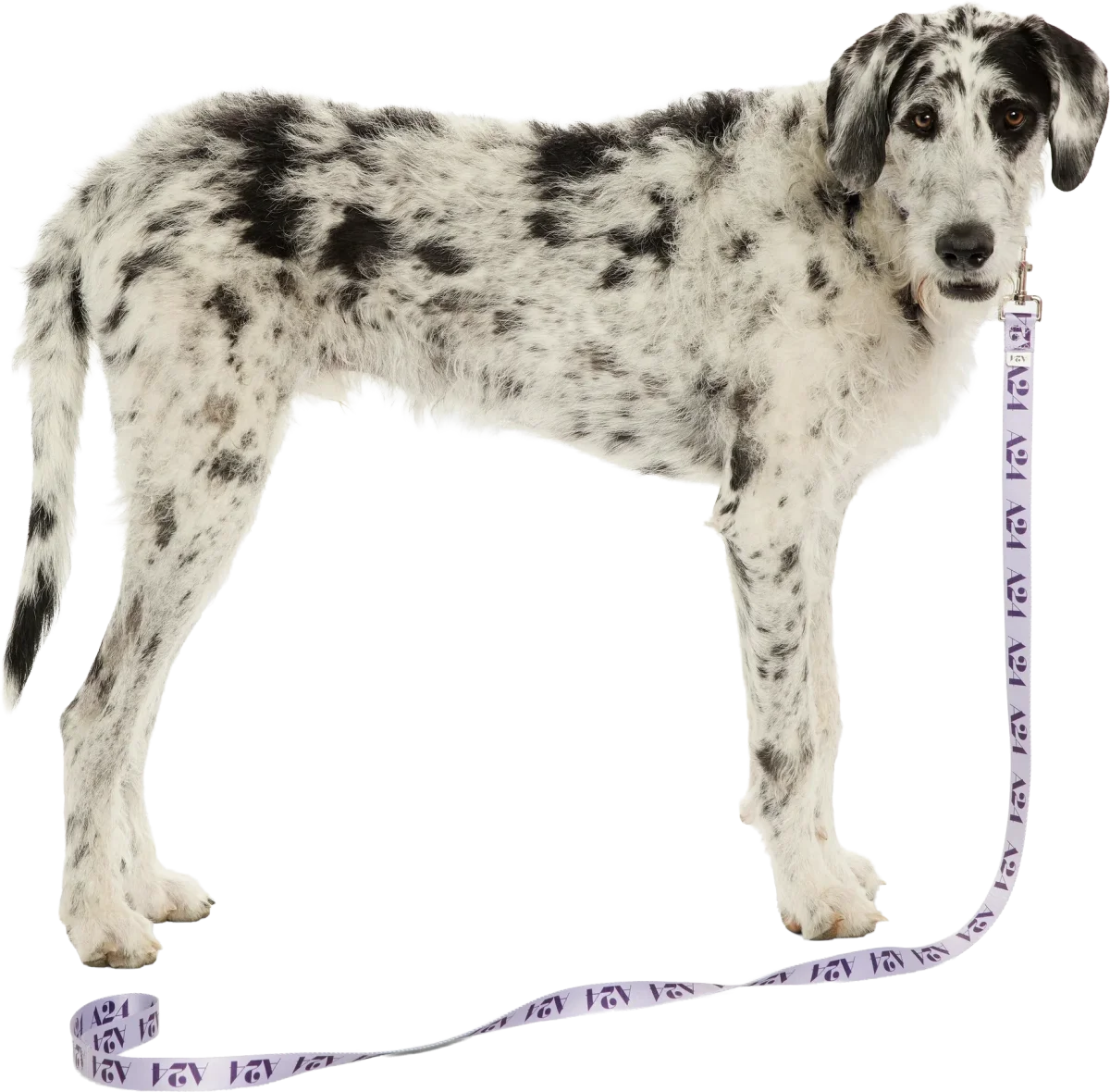 Violet Logo Dog Leash, A24